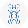 North Walsham Wasp Nest Removal